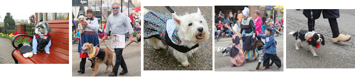 A series of photos of dogs wearing dutch costume